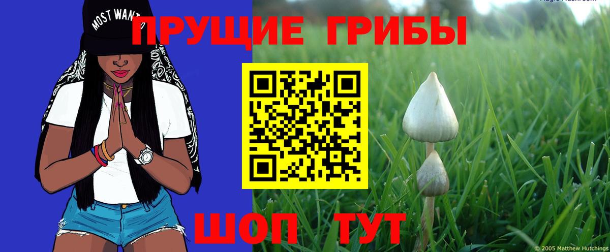 Псилоцибиновые грибы Cubensis Ярославль